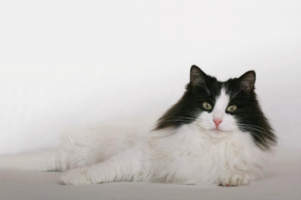 katze